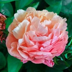Spring Hill Nurseries Pink Hawaiian Coral Peony, Live Bareroot Perennial Plant with Coral Flowers (1-Pack)