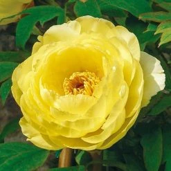 Spring Hill Nurseries High-Noon Tree Form Peony (Paeonia) Live Bareroot Perennial Plant