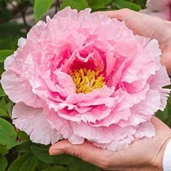 Spring Hill Nurseries Hanakiosi Tree Form Peony (Paeonia) Live Bareroot Perennial Plant