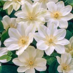Spring Hill Nurseries White Flowering Vine Guernsey Cream Clematis, Live Perennial Plant with 4 in. Pot (1-Pack)
