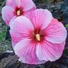 Spring Hill Nurseries Starry Starry Night Perennial Hibiscus, Live Bareroot Plant with Pink Flowers (1-Pack)