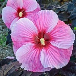 Spring Hill Nurseries Starry Starry Night Perennial Hibiscus, Live Bareroot Plant with Pink Flowers (1-Pack)