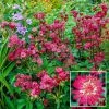 Spring Hill Nurseries Rubra Masterwort (Astrantia) Live Bareroot Plant Red Flowering Perennial (1-Pack)