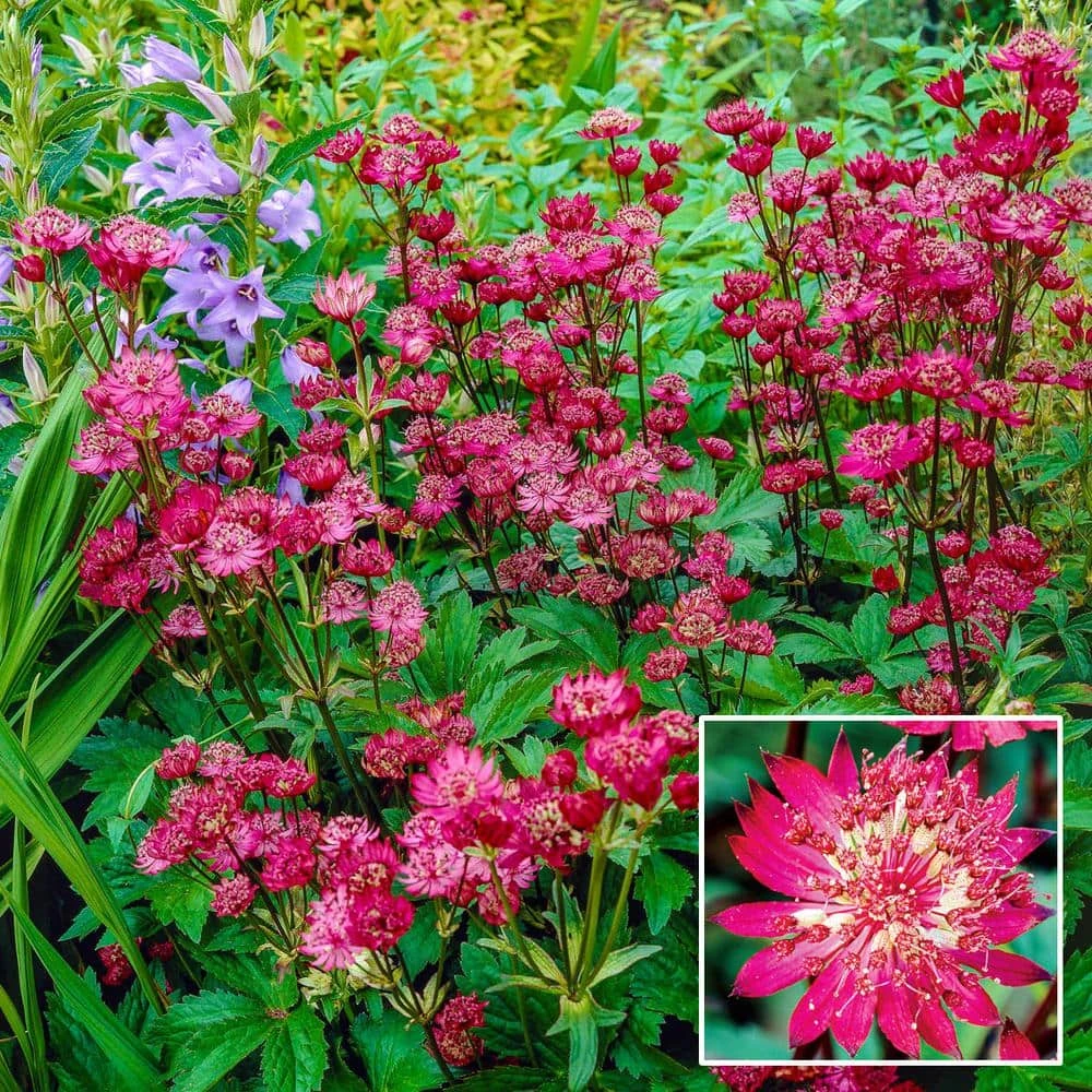 Spring Hill Nurseries Rubra Masterwort (Astrantia) Live Bareroot Plant Red Flowering Perennial (1-Pack) 1 Spring Hill Nurseries Rubra Masterwort (Astrantia) Live Bareroot Plant Red Flowering Perennial (1-Pack)