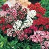Spring Hill Nurseries Sweet William (Dianthus) Mixture Live Bareroot Plants Multi-Colored Flowering Groundcover Perennial (5-Pack)