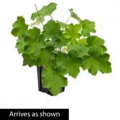 Spring Hill Nurseries 4 in. Pot Autumn Bride Coral Bells Heuchera with Green Foliage Live Perennial Plant (1-Pack) -Spring Hill Nurseries Shop spring hill nurseries perennials 62112 1f 1000