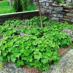 Spring Hill Nurseries 4 in. Pot Autumn Bride Coral Bells Heuchera with Green Foliage Live Perennial Plant (1-Pack) -Spring Hill Nurseries Shop spring hill nurseries perennials 62112 4f 1000
