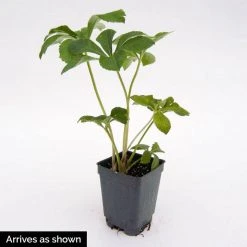 Spring Hill Nurseries 4 in. Pot Red Flowers Anna's Red Lenten Rose (Helleborus) Live Potted Perennial Plant (1-Pack) -Spring Hill Nurseries Shop spring hill nurseries perennials 62114 1f 1000