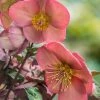 Spring Hill Nurseries 4 in. Pot Pink Flowers Penny's Pink Frostkiss Lenten Rose (Helleborus) Live Potted Perennial Plant (1-Pack)