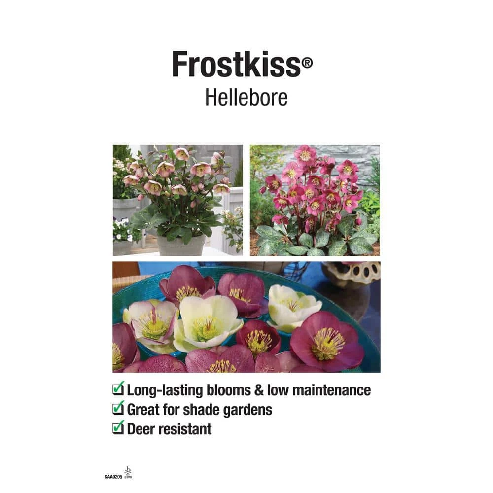 Spring Hill Nurseries 4 in. Pot Pink Flowers Penny's Pink Frostkiss Lenten Rose (Helleborus) Live Potted Perennial Plant (1-Pack) 4 Spring Hill Nurseries 4 in. Pot Pink Flowers Penny's Pink Frostkiss Lenten Rose (Helleborus) Live Potted Perennial Plant (1-Pack) - Image 4