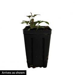 Spring Hill Nurseries 4 in. Pot Fairydust Clematis Live Perennial Vining Plant -Spring Hill Nurseries Shop spring hill nurseries perennials 62123 4f 1000