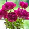 Spring Hill Nurseries Felix Crouse Peony, Live Bareroot Perennial Plant with Red Flowers (1-Pack)