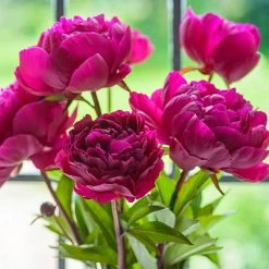 Spring Hill Nurseries Felix Crouse Peony, Live Bareroot Perennial Plant with Red Flowers (1-Pack)