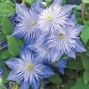 Spring Hill Nurseries Pale-lavender Flowering Vine Crystal Fountain Clematis, Live Perennial Plant with 4 in. Pot (1-Pack)