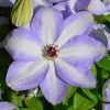 Spring Hill Nurseries 4 in. Pot Ivan Olsson Clematis Vine with White and Blue Flowers Live Perennial Plant (1-Pack)