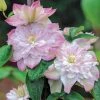 Spring Hill Nurseries 4 in. Pot Innocent Blush Clematis Vine with Pink Flowers Live Perennial Plant (1-Pack)