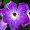 Spring Hill Nurseries Purple Flowers Cloudburst Clematis Vine Live Perennial Plant Vine with 4 in. Pot (1-Pack)