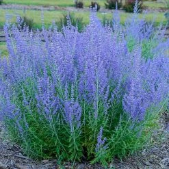 Spring Hill Nurseries Blue Jean Baby Sage (Perovskia), Live Bare Root Perennial Plant (1-Pack)