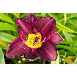 Spring Hill Nurseries Bela Lugosi Daylily (Hemerocallis) Purple and Yellow Flowering Perennial Live Bareroot Plant