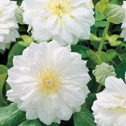 Spring Hill Nurseries Dutchess of Edinburgh Clemais, 4 in. Live Perennial Vine with white flowers Grown in a Pot (1-pack)