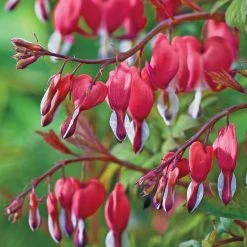 Spring Hill Nurseries Old-Fashioned Bleeding Heart (Dicentra) Live Bareroot Plant Red Flowering Perennial (1-Pack)
