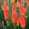 Spring Hill Nurseries 2.50 Qt. Pot Poker Face Torch Lily (Kniphofia) Orange Flowers Live Potted Perennial Plant (1-Pack)
