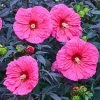 Spring Hill Nurseries Evening Rose Perennial Hibiscus, Live Bareroot Plant with Pink Flowers (1-Pack)