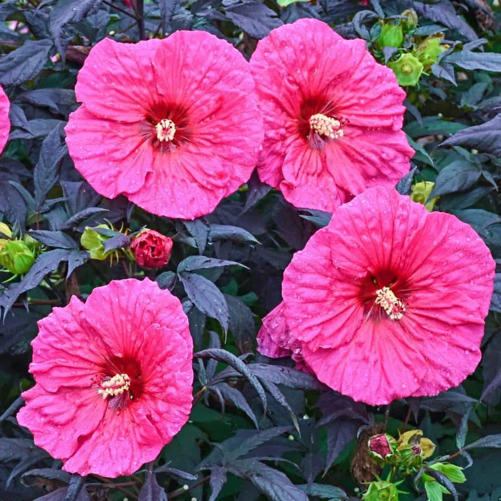 Spring Hill Nurseries Evening Rose Perennial Hibiscus, Live Bareroot Plant with Pink Flowers (1-Pack) 1 Spring Hill Nurseries Evening Rose Perennial Hibiscus, Live Bareroot Plant with Pink Flowers (1-Pack)