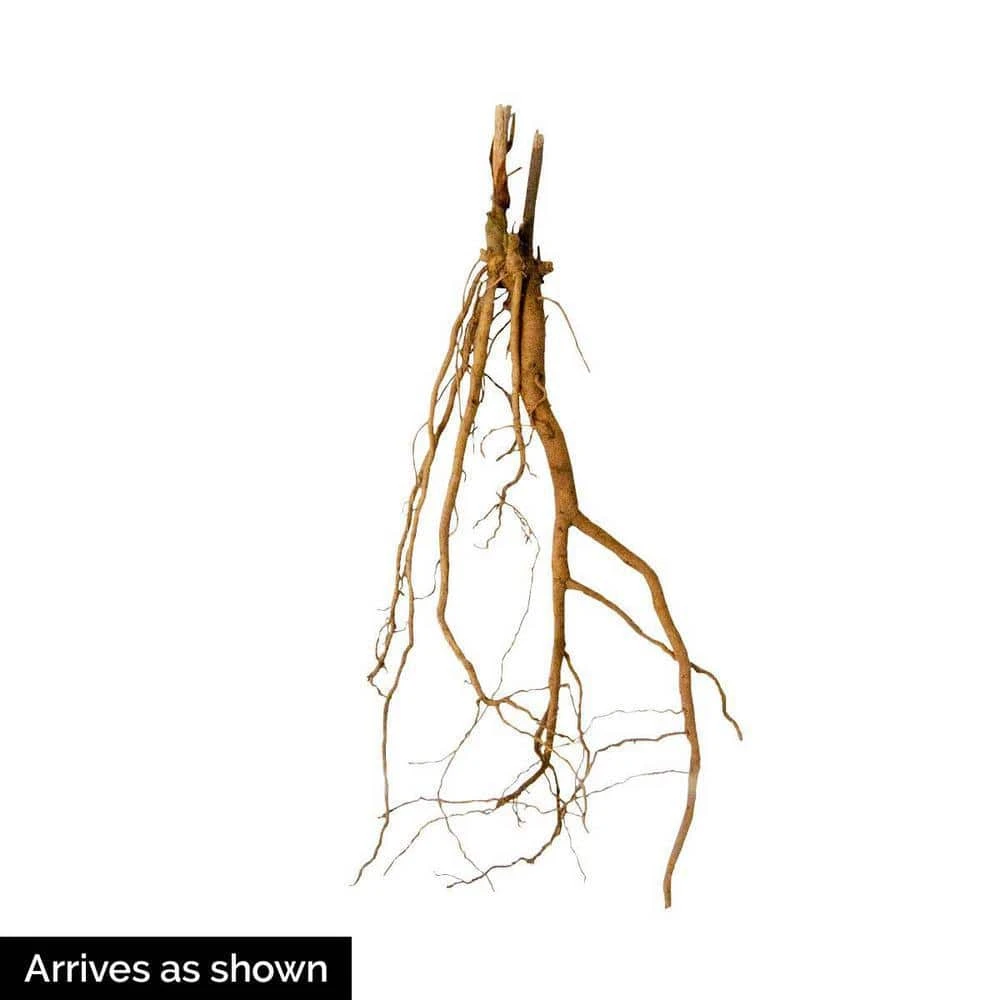 Spring Hill Nurseries Evening Rose Perennial Hibiscus, Live Bareroot Plant with Pink Flowers (1-Pack) 2 Spring Hill Nurseries Evening Rose Perennial Hibiscus, Live Bareroot Plant with Pink Flowers (1-Pack) - Image 2