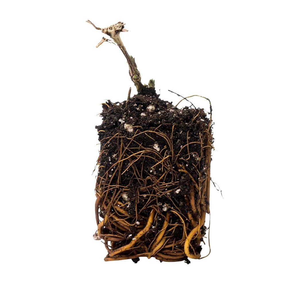 Spring Hill Nurseries 4 in. Pot Chloe Clematis Vine, Live Perennial Plant with Violet Colored Flowers (1-Pack) 3 Spring Hill Nurseries 4 in. Pot Chloe Clematis Vine, Live Perennial Plant with Violet Colored Flowers (1-Pack) - Image 3