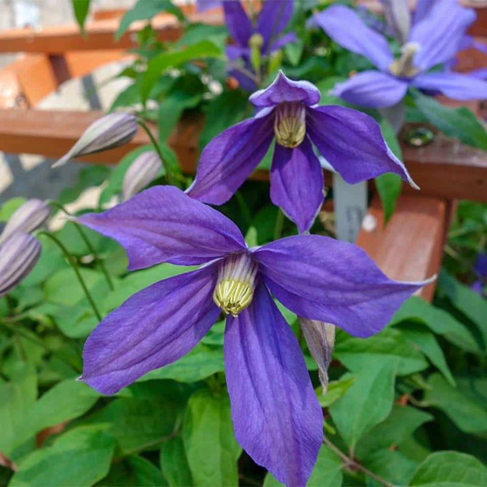 Spring Hill Nurseries 4 in. Pot Chloe Clematis Vine, Live Perennial Plant with Violet Colored Flowers (1-Pack) 1 Spring Hill Nurseries 4 in. Pot Chloe Clematis Vine, Live Perennial Plant with Violet Colored Flowers (1-Pack)