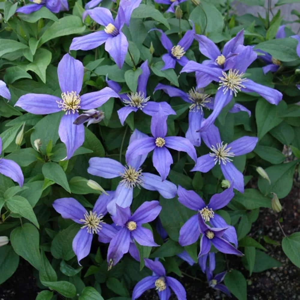 Spring Hill Nurseries 4 in. Pot Chloe Clematis Vine, Live Perennial Plant with Violet Colored Flowers (1-Pack) 2 Spring Hill Nurseries 4 in. Pot Chloe Clematis Vine, Live Perennial Plant with Violet Colored Flowers (1-Pack) - Image 2