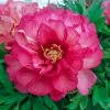 Spring Hill Nurseries 4 in. Pot Itoh Peony Julia Rose (Paeonia) Live Potted Perennial Pink Colored Flowers