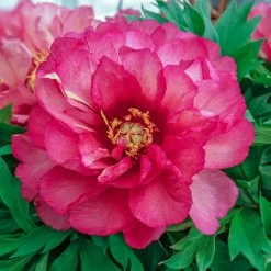 Spring Hill Nurseries 4 in. Pot Itoh Peony Julia Rose (Paeonia) Live Potted Perennial Pink Colored Flowers