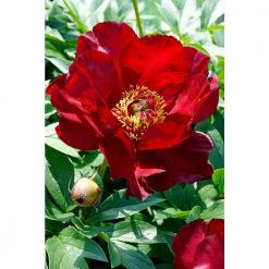 Spring Hill Nurseries 4 in. Pot Itoh Peony Scarlet Heaven Live Potted Perennial Red Flowers