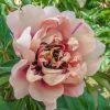 Spring Hill Nurseries 4 in. Pot Itoh Peony Oochigeas (Paeonia) Live Potted Perennial Light Orange/Pink Flowers
