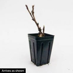 Spring Hill Nurseries 4 in. Pot Itoh Peony Pastel Lilas, Live Potted Perennial, Pink Flower (1-Pack) 5 Spring Hill Nurseries 4 in. Pot Itoh Peony Pastel Lilas, Live Potted Perennial, Pink Flower (1-Pack) -Spring Hill Nurseries Shop spring hill nurseries perennials 75702 4f 1000