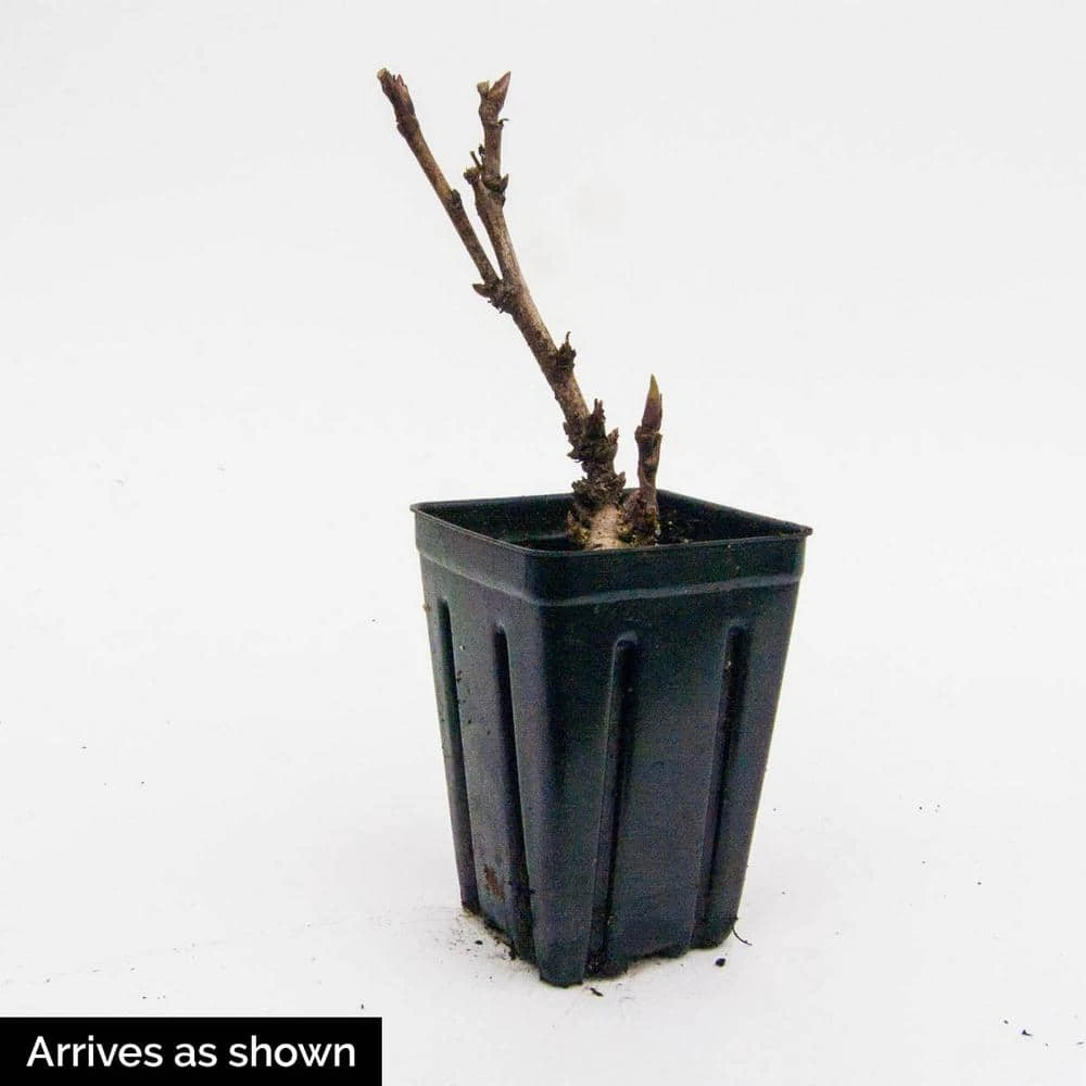 Spring Hill Nurseries 4 in. Pot Itoh Peony Pastel Lilas, Live Potted Perennial, Pink Flower (1-Pack) 3 Spring Hill Nurseries 4 in. Pot Itoh Peony Pastel Lilas, Live Potted Perennial, Pink Flower (1-Pack) - Image 3