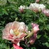 Spring Hill Nurseries 4 in. Pot Itoh Peony Pastel Lilas, Live Potted Perennial, Pink Flower (1-Pack)