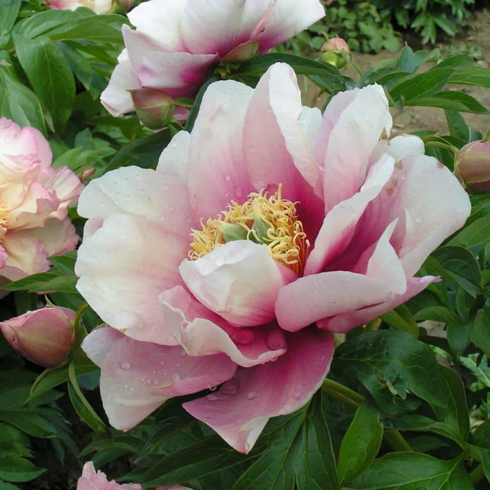 Spring Hill Nurseries 4 in. Pot Itoh Peony Pastel Lilas, Live Potted Perennial, Pink Flower (1-Pack) 2 Spring Hill Nurseries 4 in. Pot Itoh Peony Pastel Lilas, Live Potted Perennial, Pink Flower (1-Pack) - Image 2