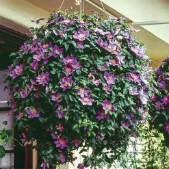 Spring Hill Nurseries Bijou Clematis Vine, Live Bareroot Perennial Plant (1-Pack) -Spring Hill Nurseries Shop spring hill nurseries perennials 77189 4f 1000