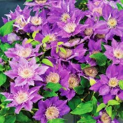 Spring Hill Nurseries Bijou Clematis Vine, Live Bareroot Perennial Plant (1-Pack)