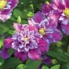 Spring Hill Nurseries 4 in. Pot Piilu Clematis Vine, Live Perennial Plant with Lilac Colored Flowers (1-Pack)