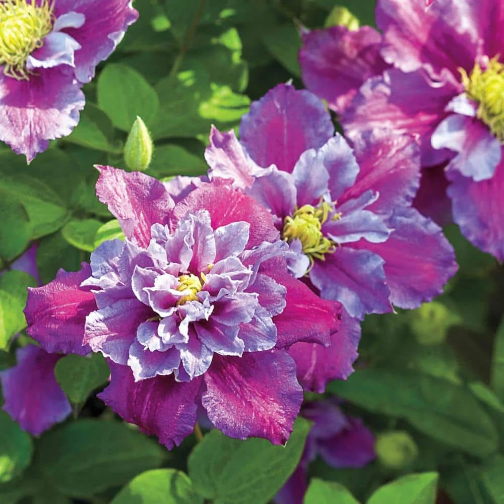 Spring Hill Nurseries 4 in. Pot Piilu Clematis Vine, Live Perennial Plant with Lilac Colored Flowers (1-Pack) 1 Spring Hill Nurseries 4 in. Pot Piilu Clematis Vine, Live Perennial Plant with Lilac Colored Flowers (1-Pack)
