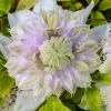 Spring Hill Nurseries 4 in. Pot White and Lavender Flowers Moonglow Clematis Vine Live Potted Perennial Plant (1-Pack)