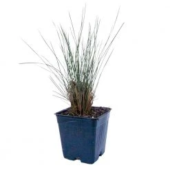 Spring Hill Nurseries 4 in. Pot Muhly Grass (Muhlenbergia) Pink Live Perennial Grass (1-Pack) 5 Spring Hill Nurseries 4 in. Pot Muhly Grass (Muhlenbergia) Pink Live Perennial Grass (1-Pack) -Spring Hill Nurseries Shop spring hill nurseries perennials 77313 4f 1000
