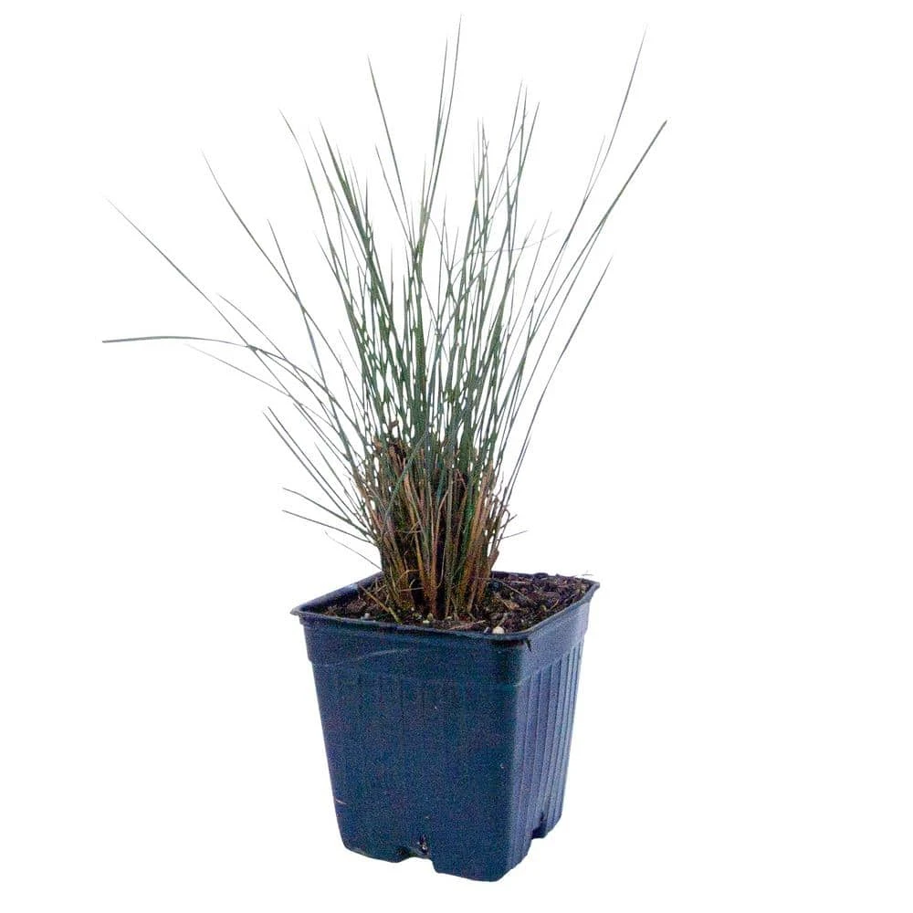 Spring Hill Nurseries 4 in. Pot Muhly Grass (Muhlenbergia) Pink Live Perennial Grass (1-Pack) 3 Spring Hill Nurseries 4 in. Pot Muhly Grass (Muhlenbergia) Pink Live Perennial Grass (1-Pack) - Image 3