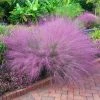Spring Hill Nurseries 4 in. Pot Muhly Grass (Muhlenbergia) Pink Live Perennial Grass (1-Pack)