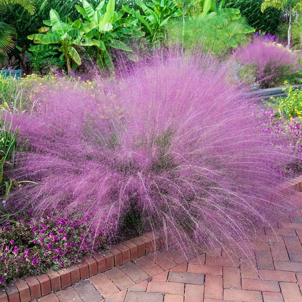 Spring Hill Nurseries 4 in. Pot Muhly Grass (Muhlenbergia) Pink Live Perennial Grass (1-Pack) 1 Spring Hill Nurseries 4 in. Pot Muhly Grass (Muhlenbergia) Pink Live Perennial Grass (1-Pack)