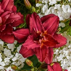Spring Hill Nurseries Pardon Me Double Reblooming Daylily (Hemerocallis), Live Bareroot Perennial with Red Flowers (1-Pack)
